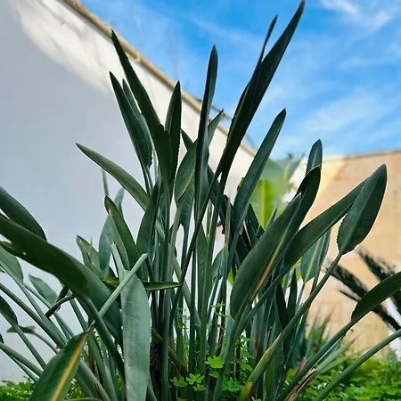 Le Palme
